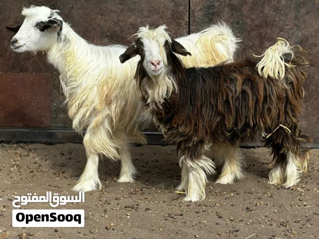 سخلات ماشاءالله