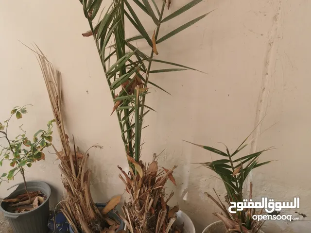 فسائل خنيزي و خلاص