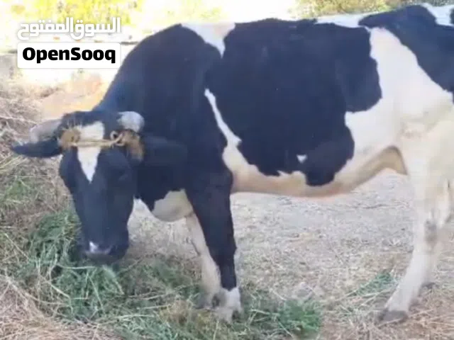 بقره بالشهر التاسع