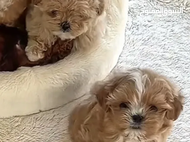 Toy maltipoo