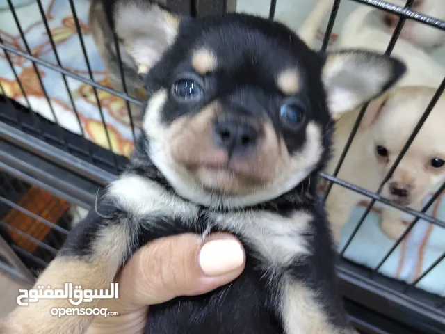 Mini PURE Chihuahua