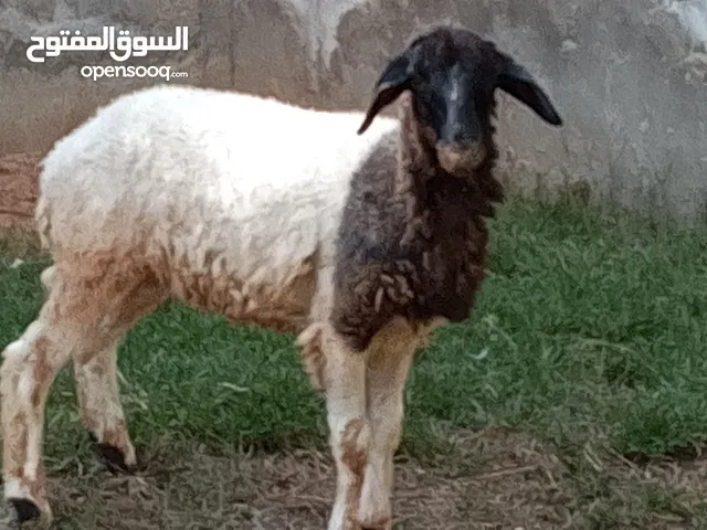 فطيمه وطنيه العمر 5شهور