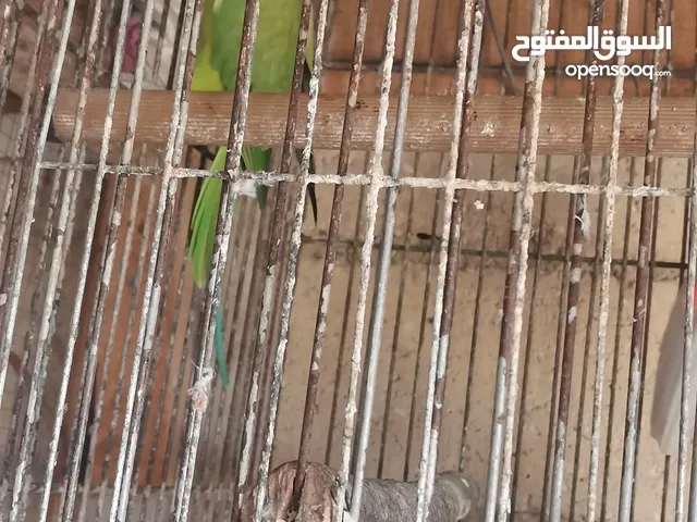 طيره دره جاهزه