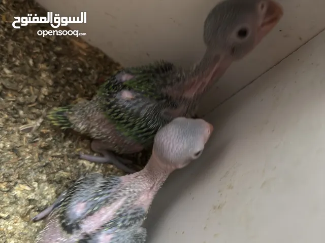 متاخ بفضل الله فراخ دره زق يدوي العمر 22يوم ومتاح عمر 15يوم يرجى التصال على الرقم الي في الوصف