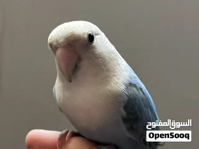 روز ذكر اليف للبيع (الوصف مهم)