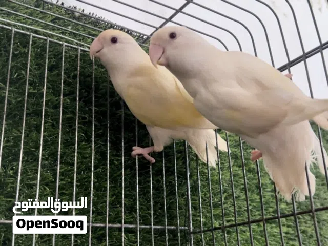 دكر البينو اقرا الوصف