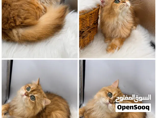 قط  بريتش بونج هير