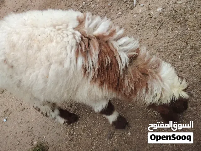 أغنام عدد 3 ثنين نثايه واحد فحل شرط صحه مكان الزبير