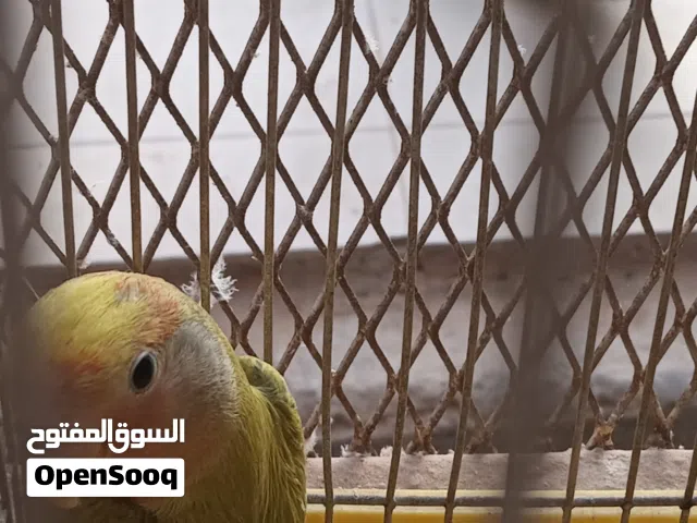 دكر بركاديلو للبيع