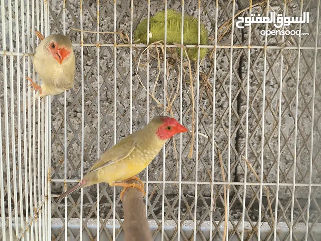 ستار فنش star finch