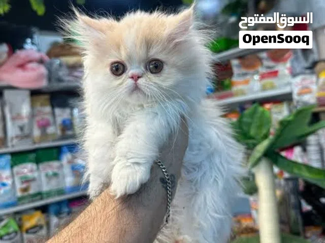 مطلوب قط شيرازي بيرشن