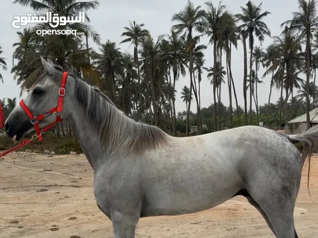 حصان عربي اصيل هادي