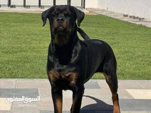 Top female available