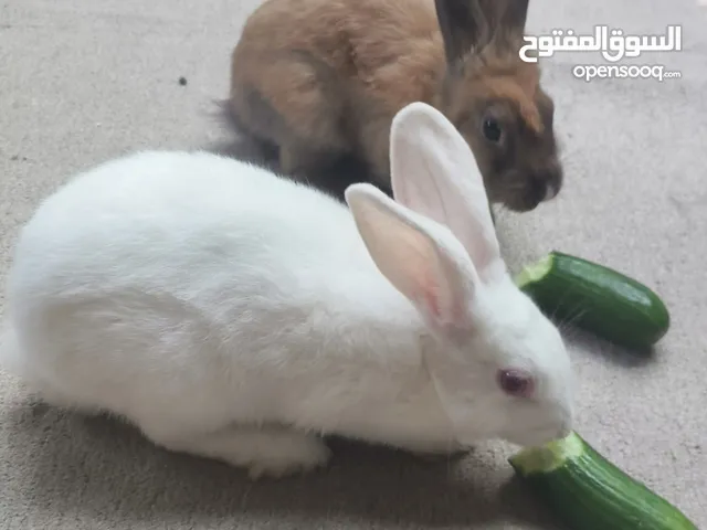 ارانب فرنسي واحد ب5
