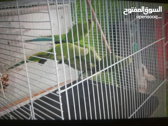 طيور درة