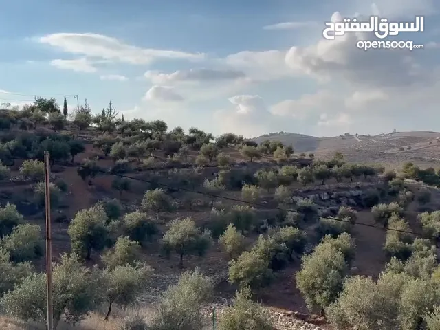 Farm Land for Sale in Mafraq Rhab