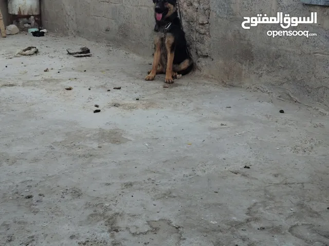كلب جيرمن شرس