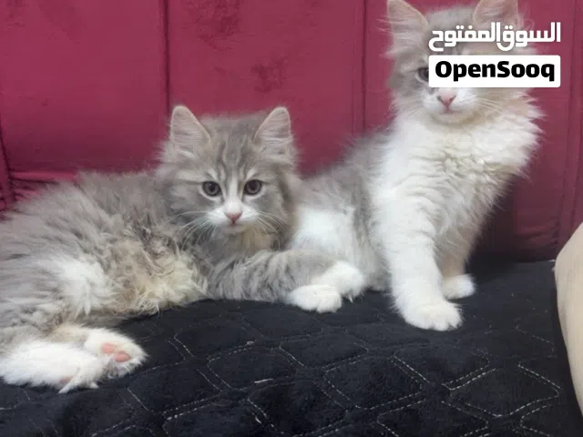 قطط شيرازي للبيع