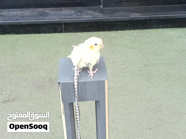 كوكتيل أليف للبيع