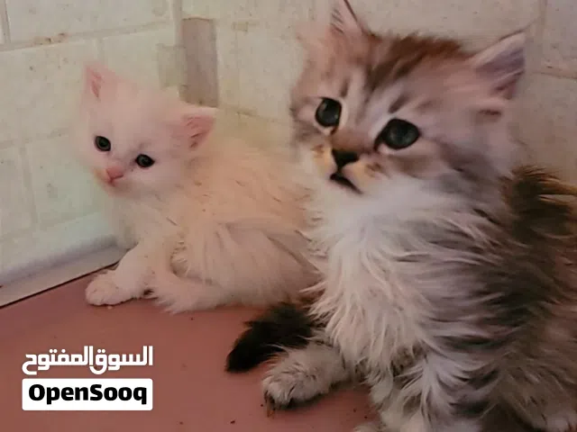 قطط شيرازي
