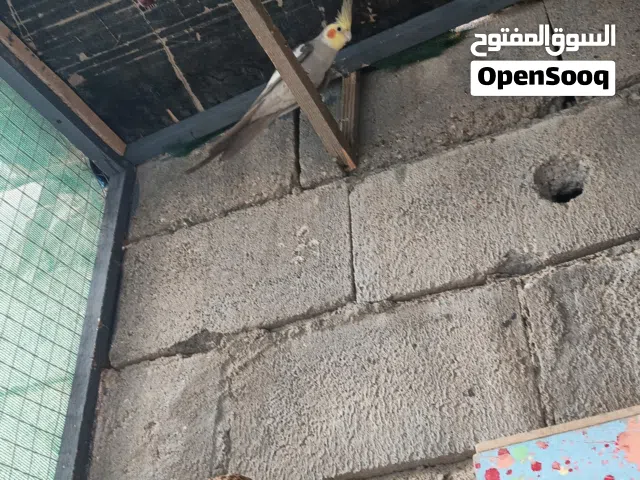 كوكتيل مزاويح اميات