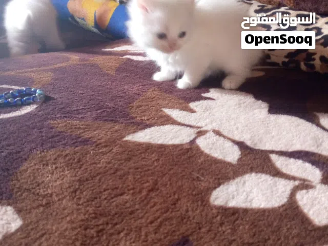 قطط للبيع نوع هملايا العمر شهر ونص