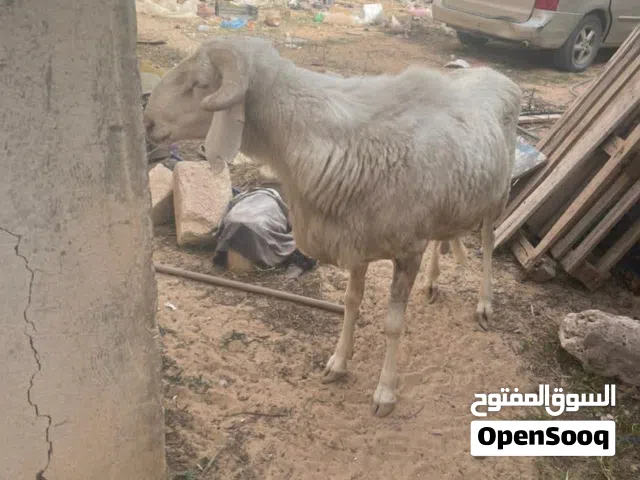خروف للبيع