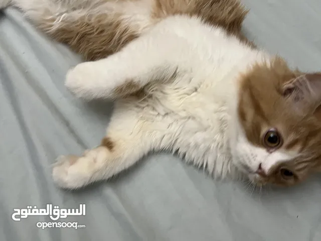 قط شيرازي ذكر لعوب واجتماعي ومحبوب