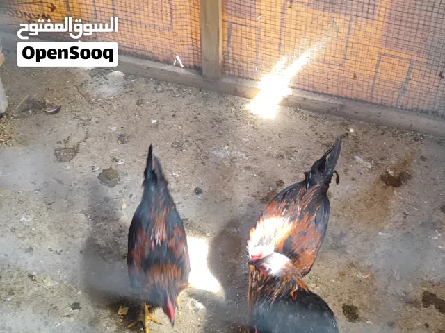 ديوجه شمسيه العدد 6 المفرد