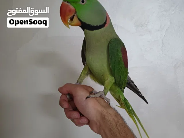 طير ببي متى