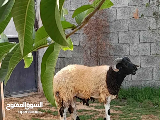 خروف وطني مطلع فحل مشالله خروف مش نبدل موصفات تبارك الله للبيع