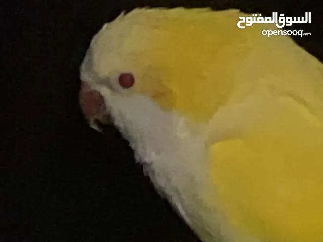 كويكر أليف للبيع لاتيونو رقم التواصل 1500