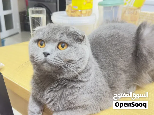 قطط سكوتش اصلي
