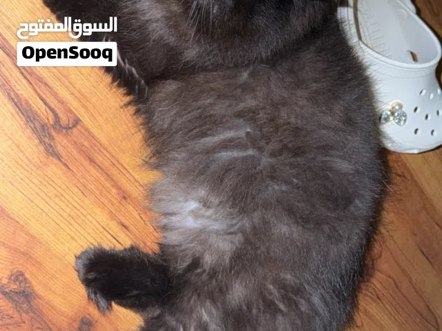قطط للتبني شيرازي