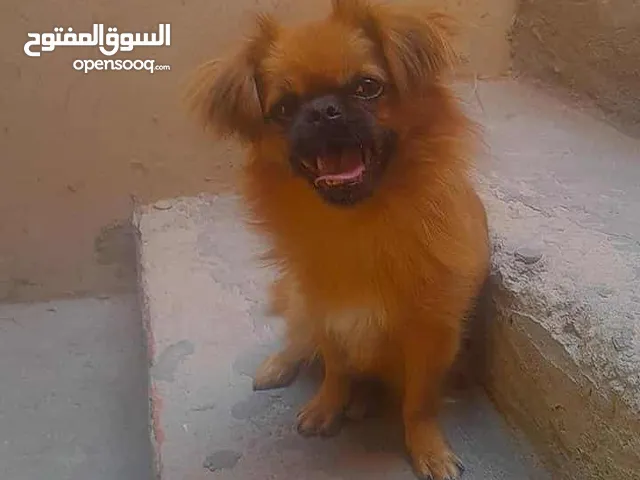 chiot pikinoi à vendre age 4 jours