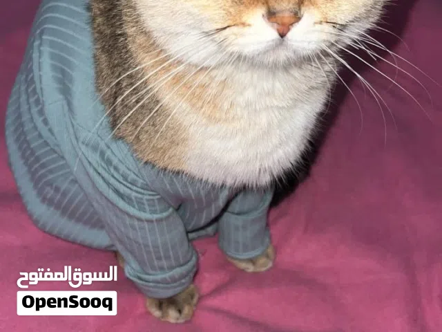 ذكر سكوتش للتزاوج