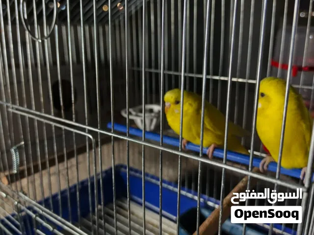 جوز حب شغال ميه من ميه لوتينو. الانثاي عين حمرا