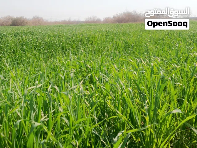 Farm Land for Sale in Baghdad Al-Batool