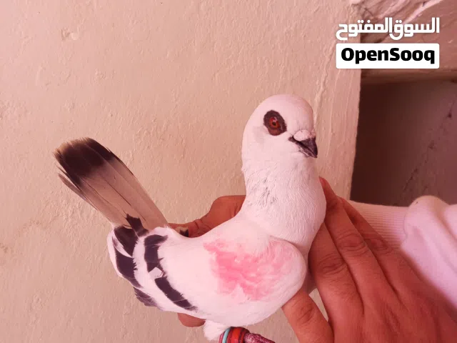 متاح اربع حبات اطيور حمام  وجوز زواجل   شفر احمر بوز حبكين صلاة النبي  نوريات حمر زي الرصاص  الزرقاء