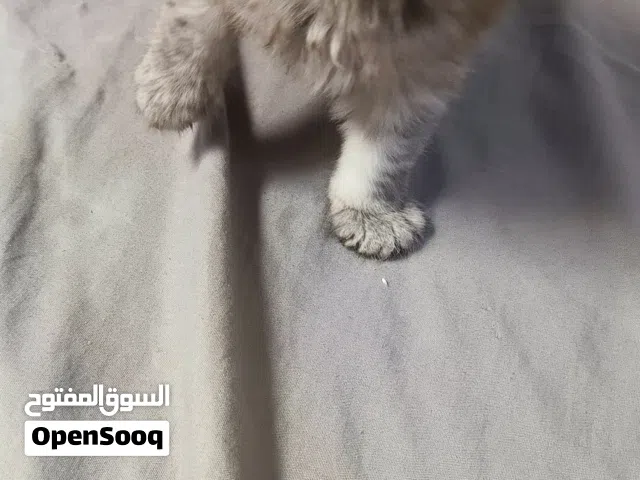 شيرازي امريكي
