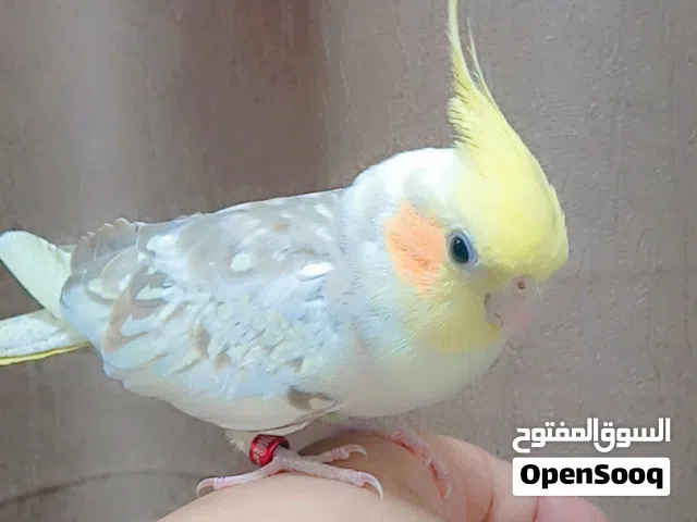 طير كوكتيل انثي اليفة جدآ جدآ تمسكها نفس الحمامه للعلم بايضة الان بدون ذكر يعني حق الإنتاج ممتاز جدآ