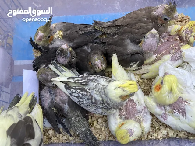 مجموعه افراخ كوكتيل بمختلف الاعمار والالوان للبيع