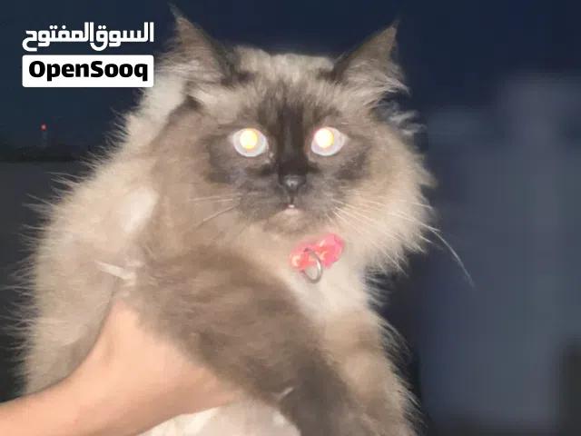 قط هملاها لا قوه الابالله