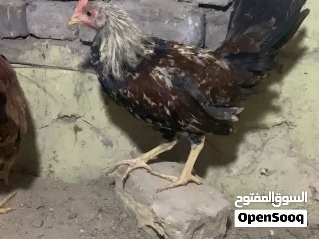 دجاج كويتي 3+3 -3ازواج العمر 4 اشهر كويتي
