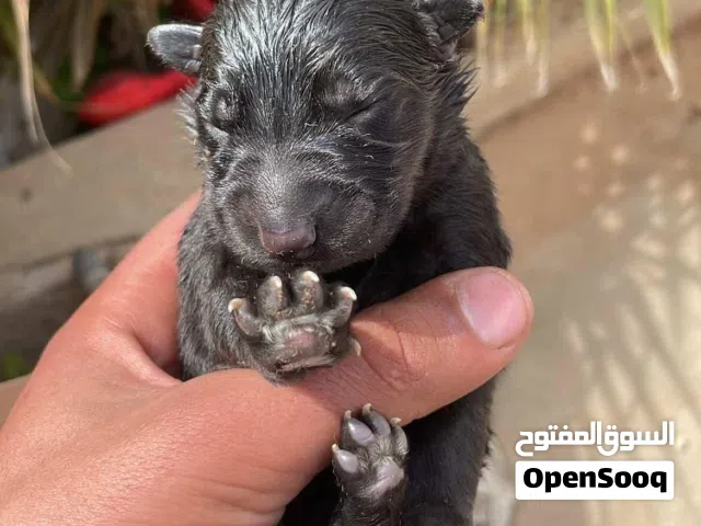 جرو جيرمن بيور مستوا عالي