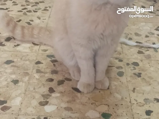 قطط سكوتش.