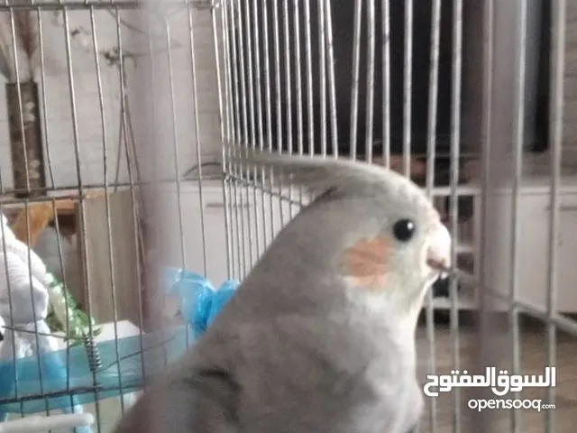 زوج تكساس نخب وطيرة تكساس فل الفل وطيرة كوكتيل على الفحل مباشرة بكرية وزوج حب بلدي منتج