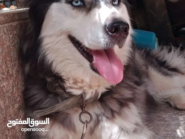 كلب هاسكي متعلم