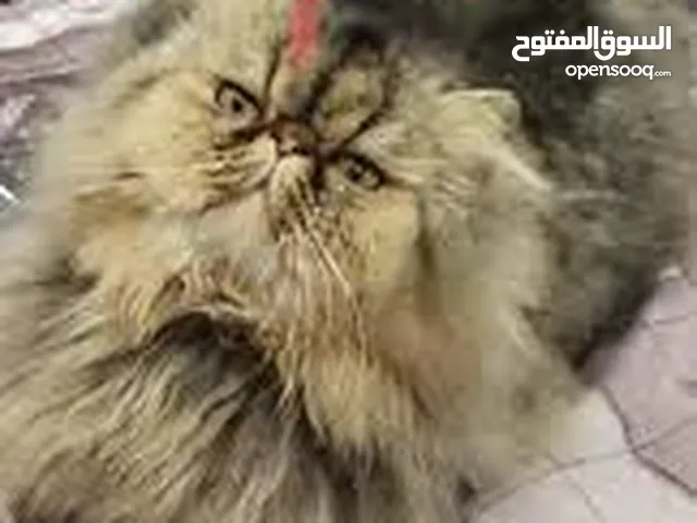 قطط بكي فيس سيبيري شعر طويل جداً للجادين فقط