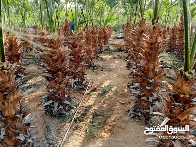 نخيل واشنطونيه